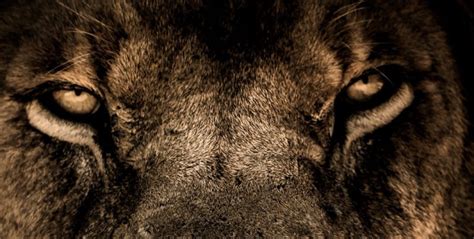 Lion Guide 的图像结果