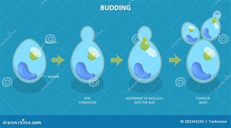 Image result for Budding Process