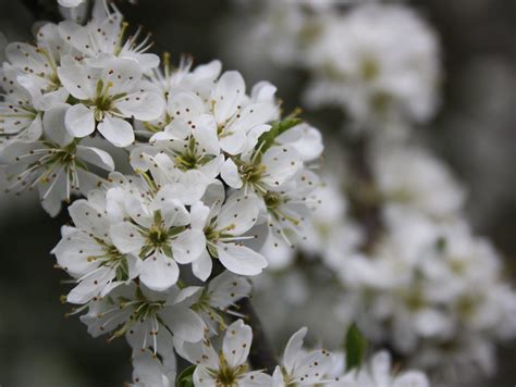 Maine State Flower And Tree