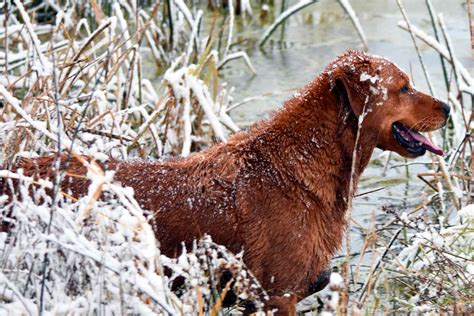 Are Golden Retrievers Hunting Dogs
