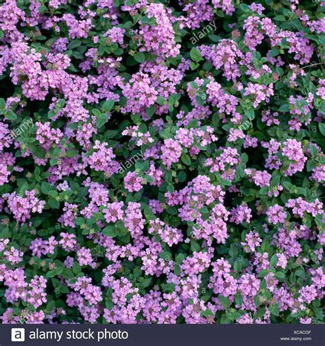 Lantana Montevidensis High Resolution Stock Photography and Images - Alamy