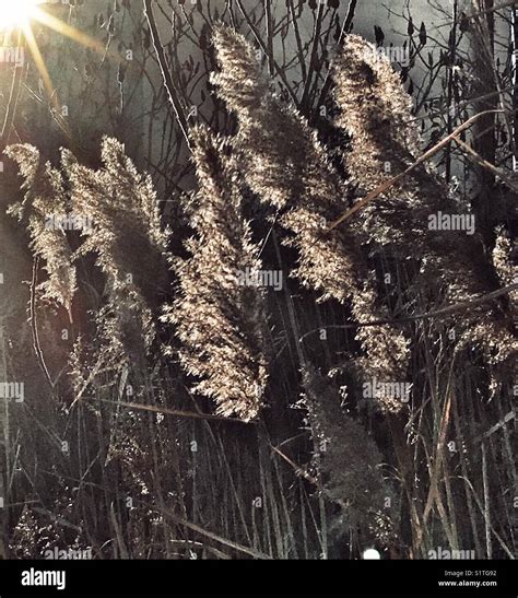 Amber fields hi-res stock photography and images - Alamy