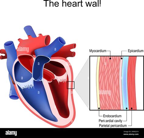 Pericardium Vs Epicardium