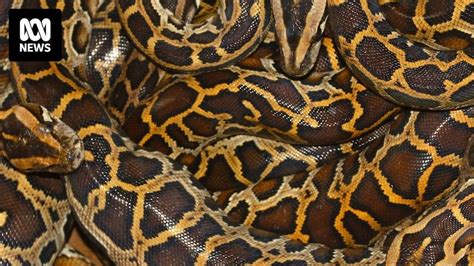Image result for Python Snake Diet