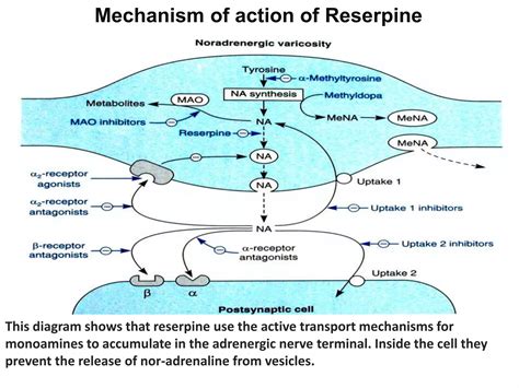 Sympatholytics or Adrenergic Antagonists | PPTX