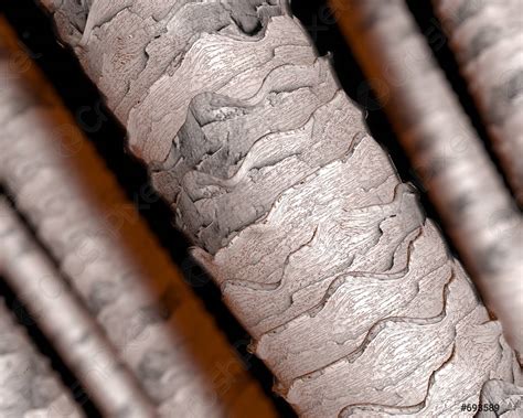 Human hair under microscope - stock photo 693589 | Crushpixel