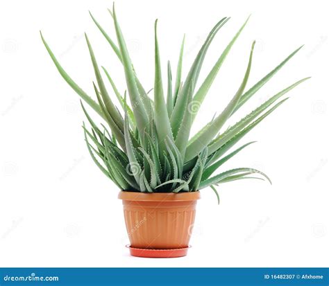 Aloe Plant in a Pot Isolated Stock Image - Image of background, hobby ...