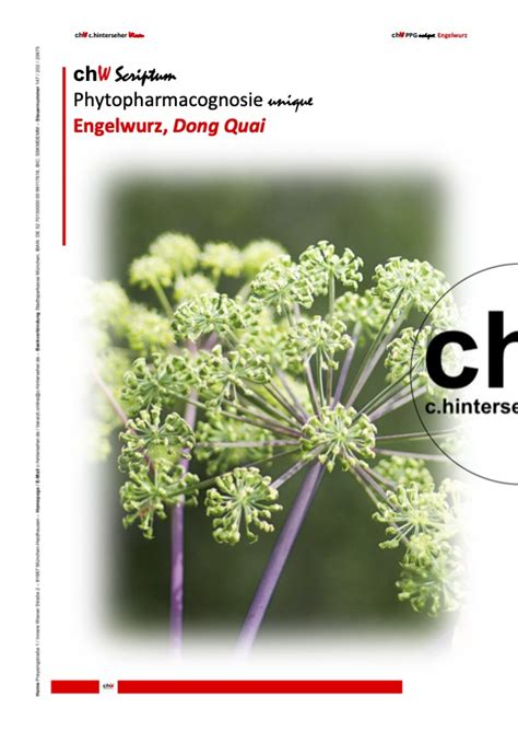 chW SE PPG unique: Engelwurz, Dong Quai – C. Hinterseher Wissen