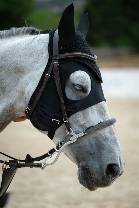 Horse Butt Photos, Download The BEST Free Horse Butt Stock Photos & HD ...