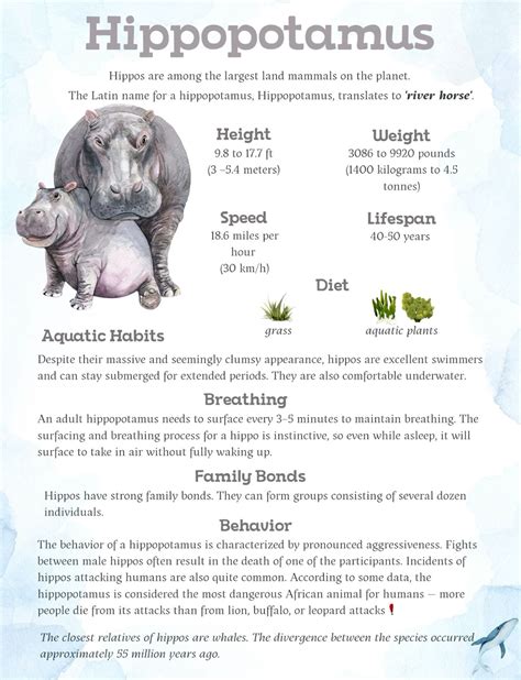 Desert food chain and food web – Artofit