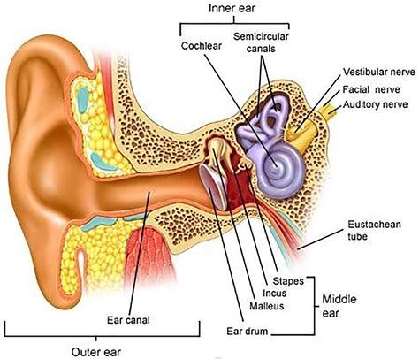 ear-anatomy-lg - Pain Relief Chiropractic