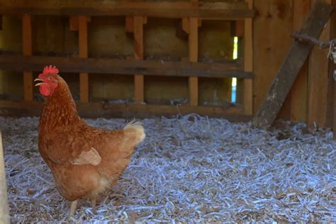 The Golden Comet Chicken Breed - What You Need to Know