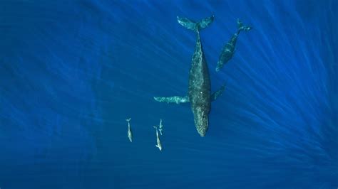 Bing Wallpaper Whale 的图像结果