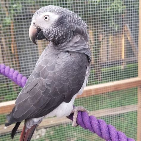African Grey Parrot Timneh