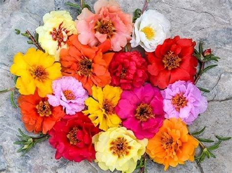 Moss Rose (Portulaca Grandiflora) Mixed Colors- Perennial Multicolored ...