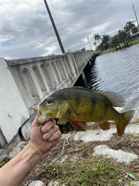 Found a spot that’s stacked with peacocks : r/Fishing