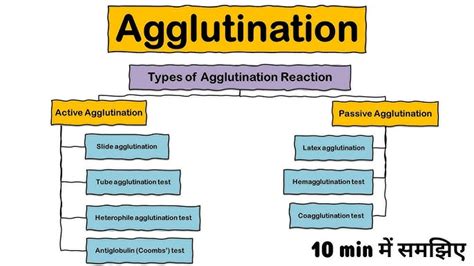 Slide Agglutination Test Procedure