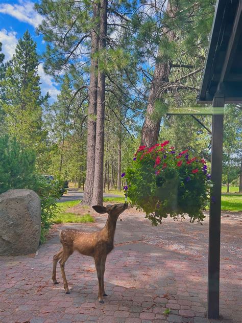 Todays office views- we have the cutest visitors at Sunriver Resort ...
