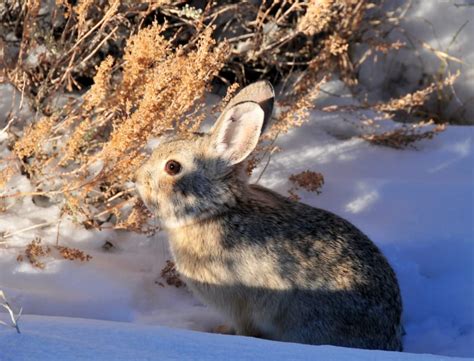 Pygmy Rabbit Facts 的图像结果