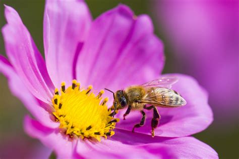 How Do Bees Help Plants With Pollination at Douglas Sexton blog
