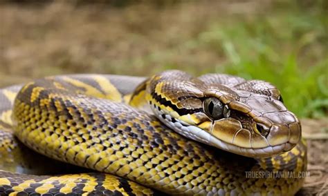 Image result for Python Animal Meaning