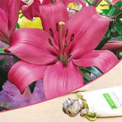 Buy Asiatic Lilies Flower Bulbs online from Nurserylive at lowest price.