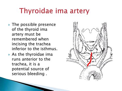 Thyroid gland surgical anatomy | PPTX