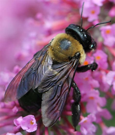 Bumblebee Vs Carpenter Bee