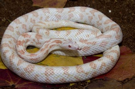 Snake App Download 的图像结果