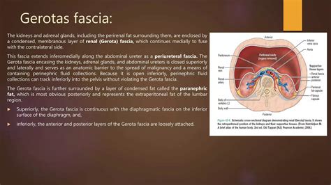 Anatomy and physiology of kidney | PPTX