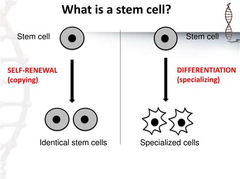 Image result for Selective Gene Expression