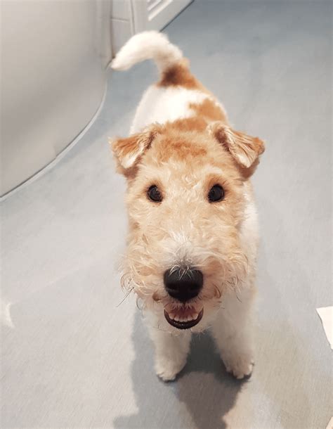 Puffy Puppy : r/Eyebleach