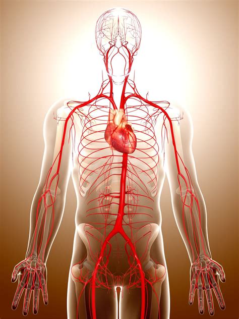 Decoding Endocannabinoid System – India Hemp Organics
