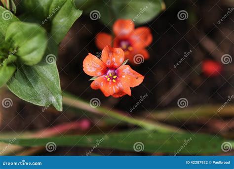 Scarlet Pimpernel. stock photo. Image of bottom, soil - 42287922