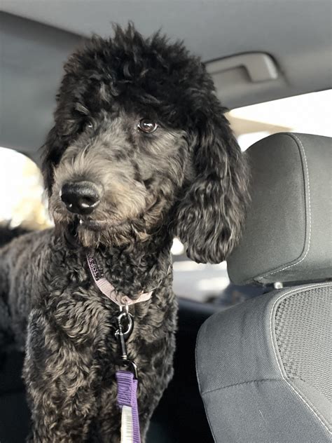 Why Do Poodles Change Colors