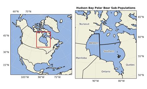 Prolonged ice-free periods putting Hudson Bay polar bear population at ...