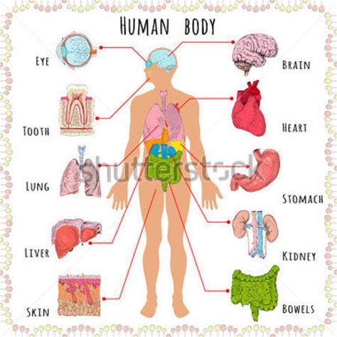 The human body clipart 19 free Cliparts | Download images on Clipground ...