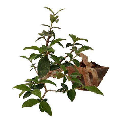 Malpighia Cherry Blossom Bonsai Tree Malpighia punicifolia, Dwarf Barb ...