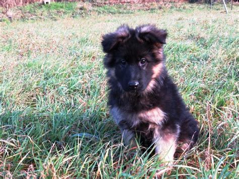 Deutscher Schäferhund Langhaar in Zschaitz-Ottewig | Tiere | Kleinanzeigen