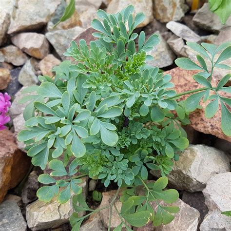 Harvesting Rue Herbs - How And When To Use Rue Plants From The Garden