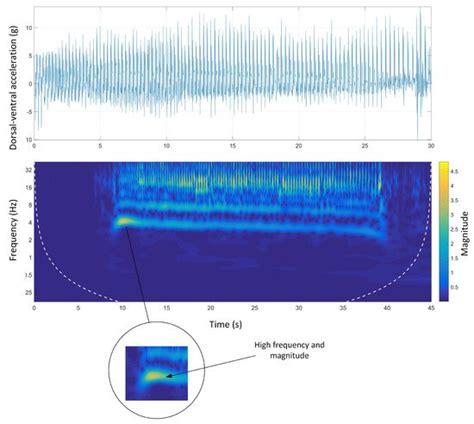 Analysis of Agile Canine Gait Characteristics Using Accelerometry