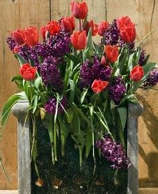 Spring bulb collections