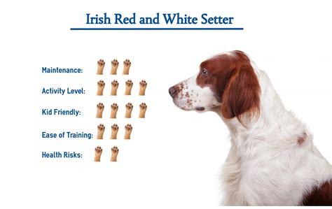 Irish Red And White Setter Puppy
