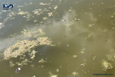 What Is Stagnant Water? Dangers and How to Treat It | H2O