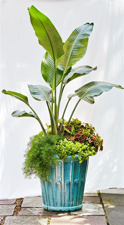 Outdoor Tropical Plants For Containers