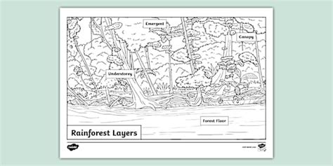 Rainforest Layers Colouring Page