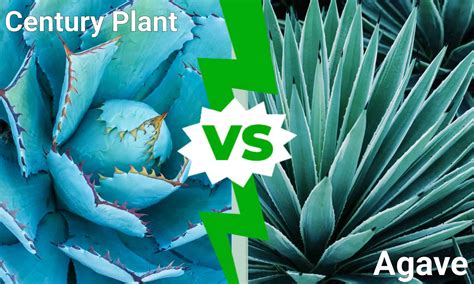 Century Plant vs Agave: Is There a Difference? - A-Z Animals