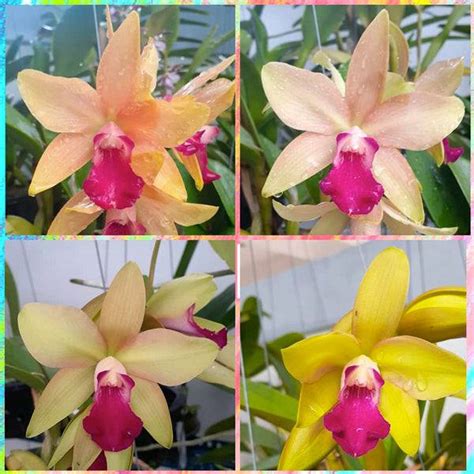 Cattleya Crystelle Smith x Little Toshie (Miniature orchid plant) - BS ...