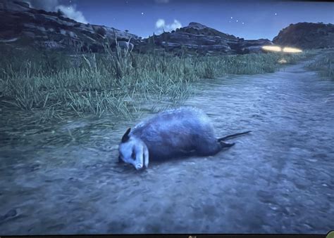 Opossum Playing Dead