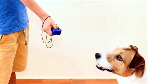 Image result for Dogs Clicker Training for Beginners